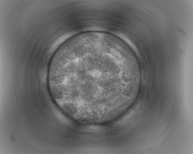 X0000113640437200910162040