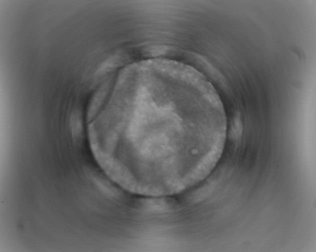 X0000113640524200910162040