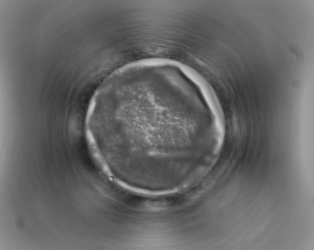 X0000113640606200910162039