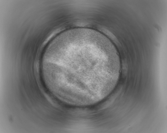 X0000113640626200910162038