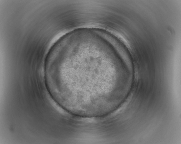 X0000113640990200910162033