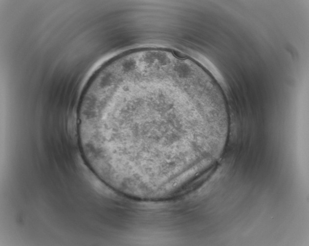 X0000113640996200910162033