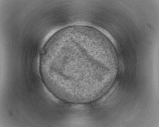 X0000113641006200910162033