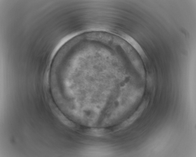 X0000113641052200910162033