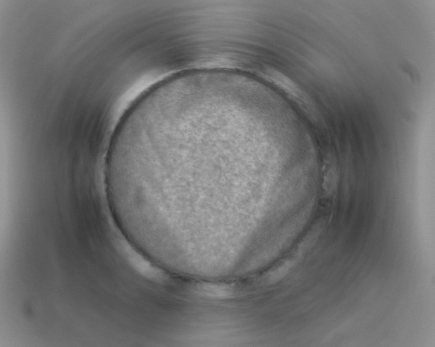 X0000113641086200910162032