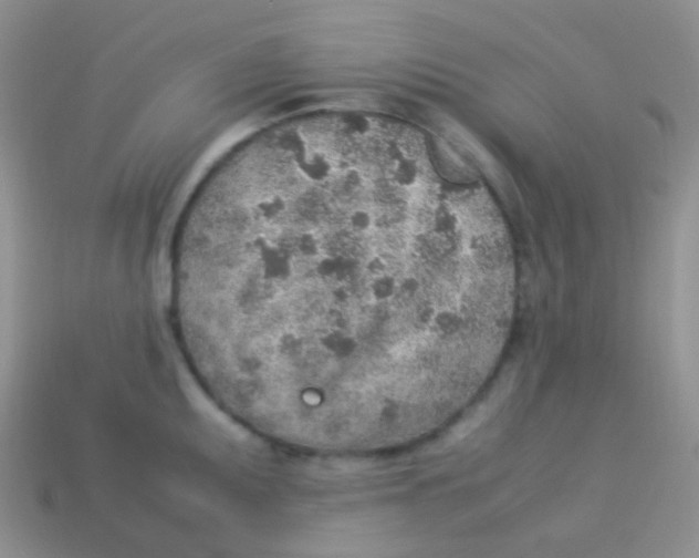 X0000113641095200910162032