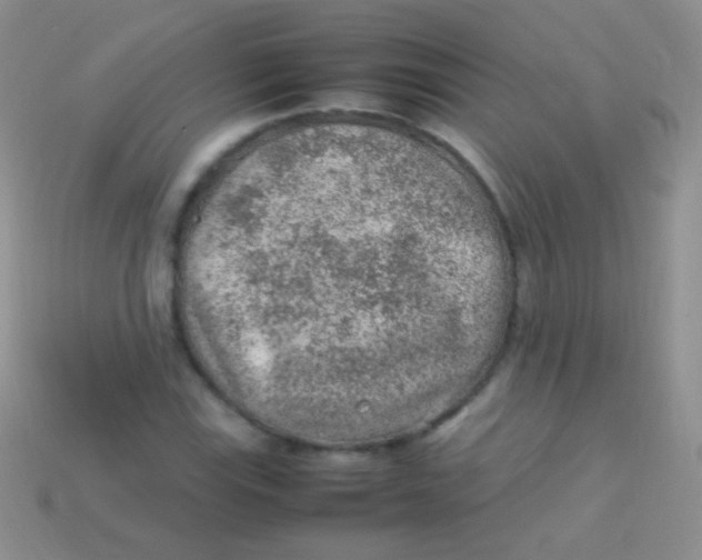 X0000113641115200910162031