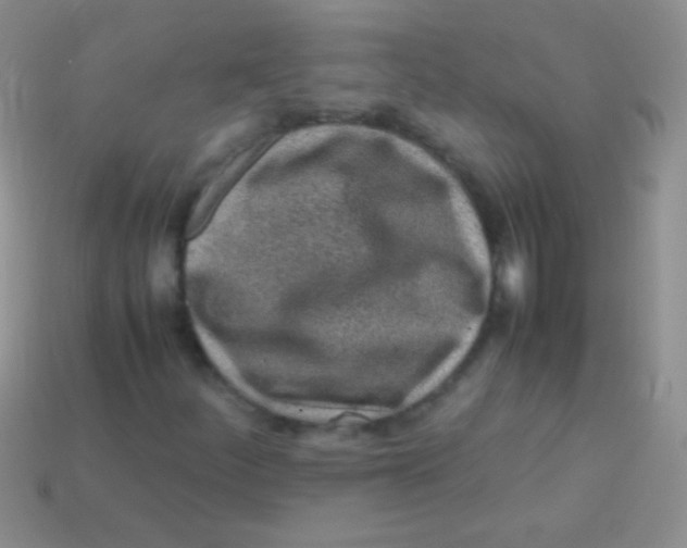 X0000113641252200910162030