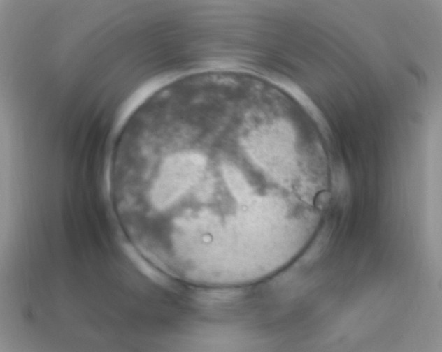 X0000113641294200910162029