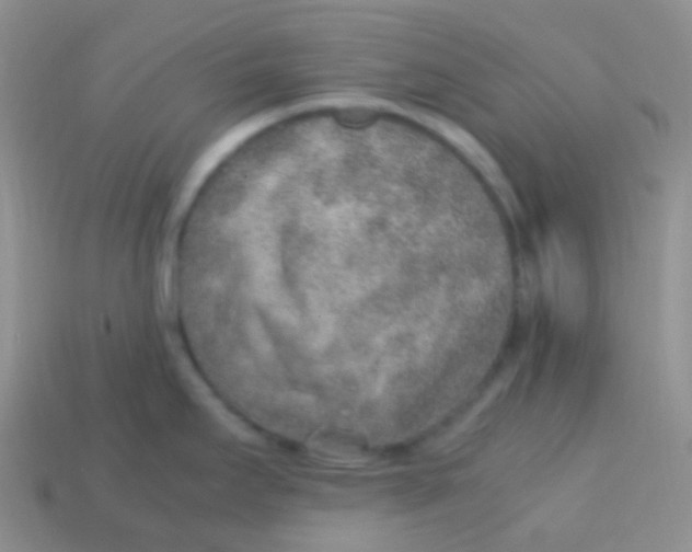 X0000113641295200910162029