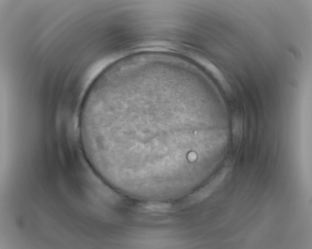 X0000113641466200910162027