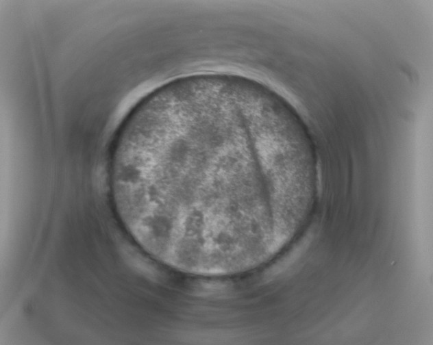 X0000113641501200910162026