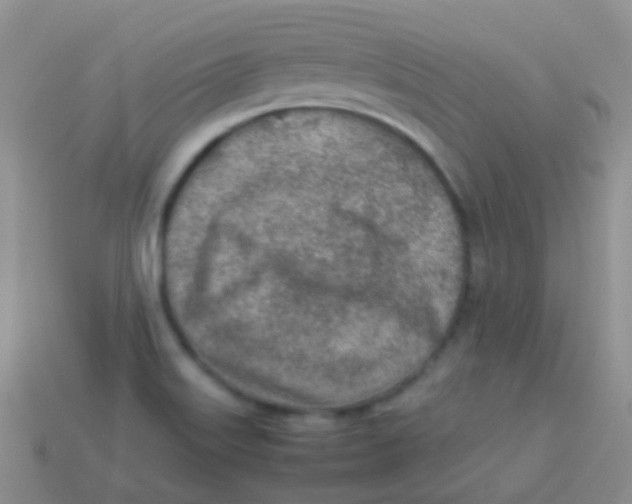 X0000113641515200910162026