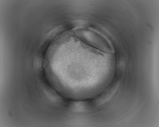 X0000113740268200910141010