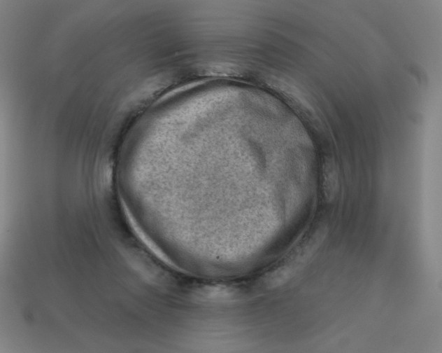 X0000113740310200910141009