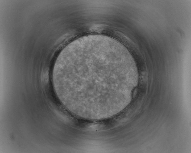 X0000113740504200910141007