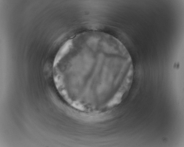 X0000113740043200910211134