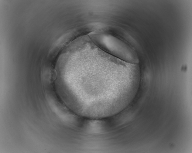 X0000113740268200910211131