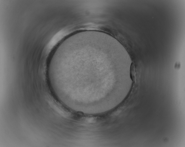 X0000113740295200910211130