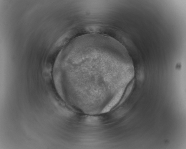 X0000113740332200910211130