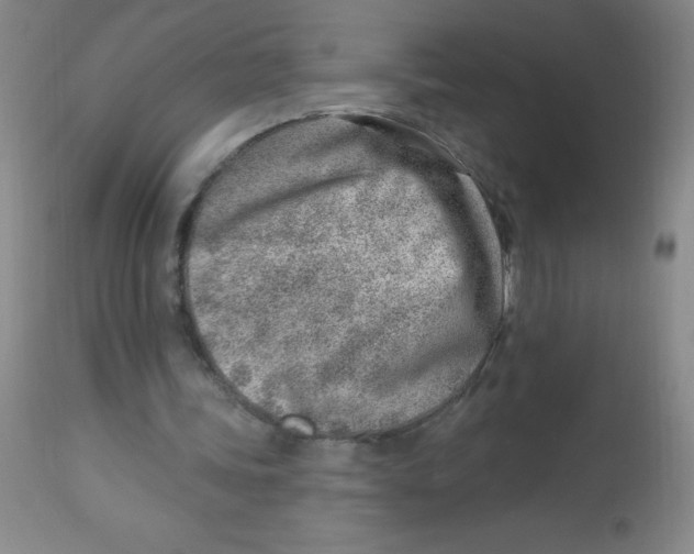 X0000113740339200910211129