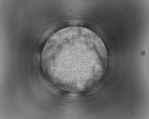 X0000113740375200910211130