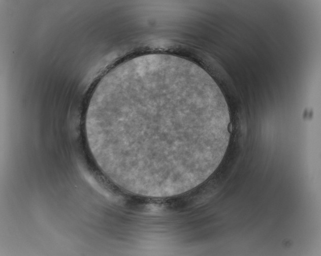 X0000113740496200910211128