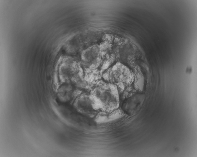 X0000113740541200910211127