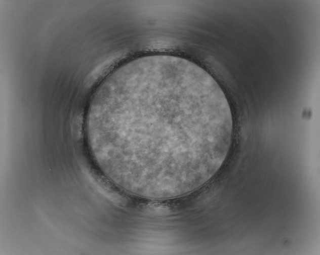 X0000113740640200910211125