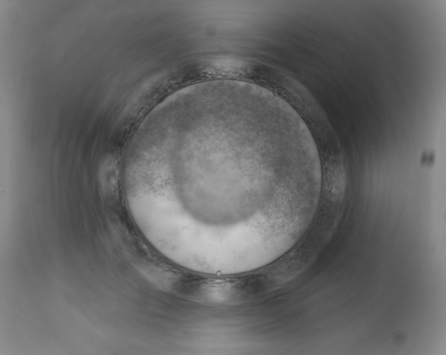 X0000113740701200910211125