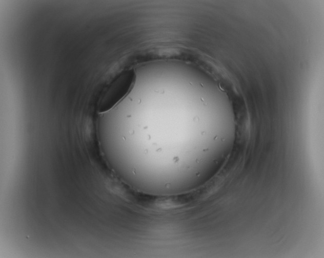 X0000113750704200909301032