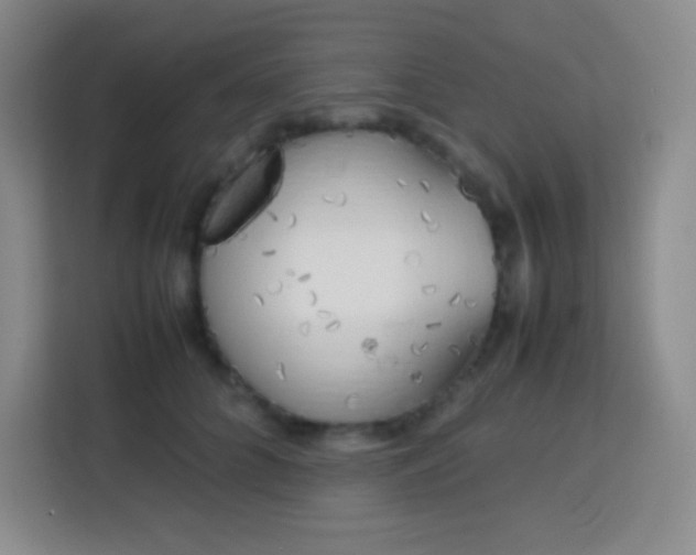 X0000113750704200910071106