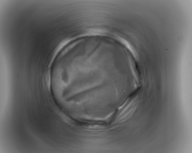 X0000113751275200910071059