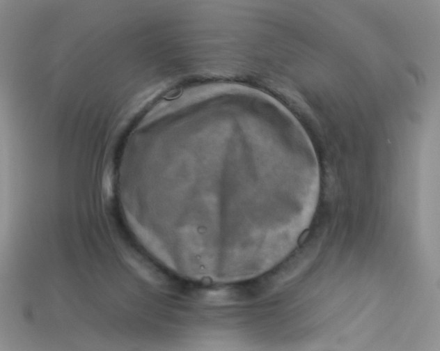 X0000113750068200910141035