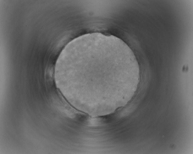 X0000113750336200910211152