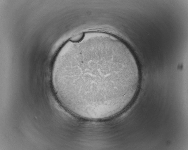 X0000113751506200910211135