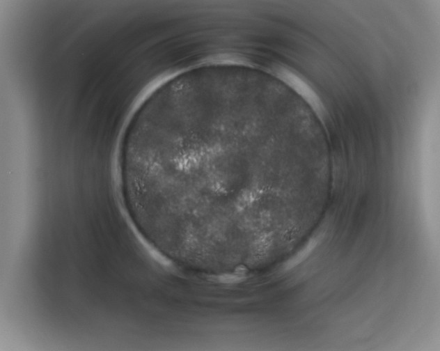 X0000113761141200910071126