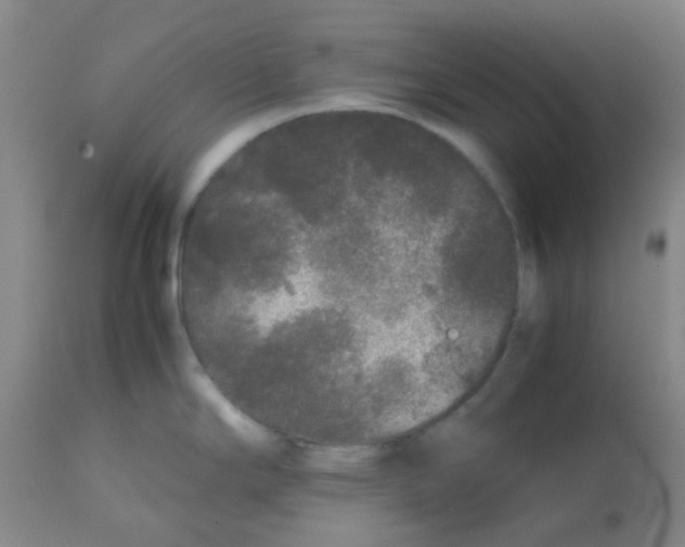 X0000113761294200910211200