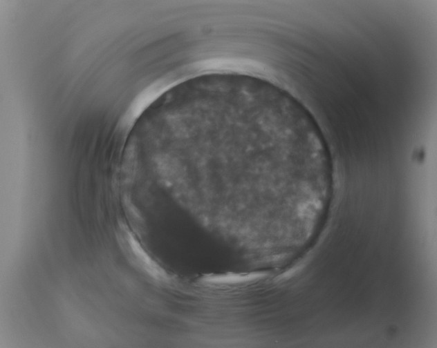 X0000113761529200910211157