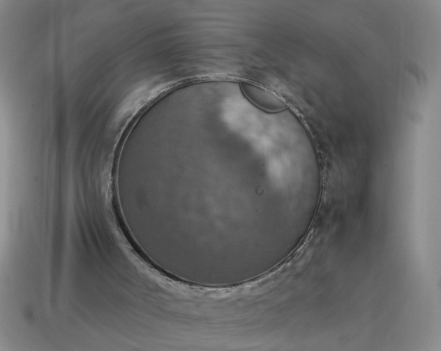 X0000113780002200910071233