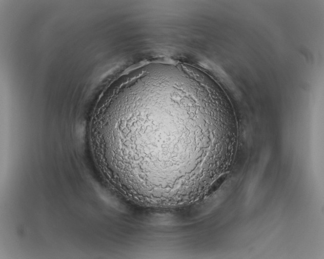 X0000113780066200910071232