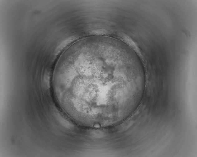 X0000113780106200910071232