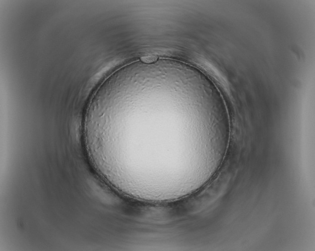 X0000113780107200910071232