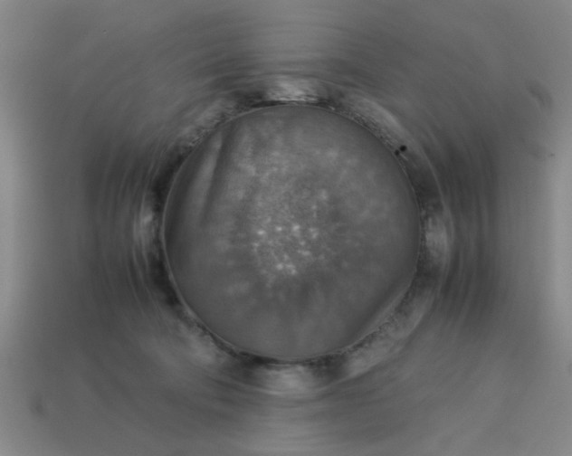 X0000113780322200910071229