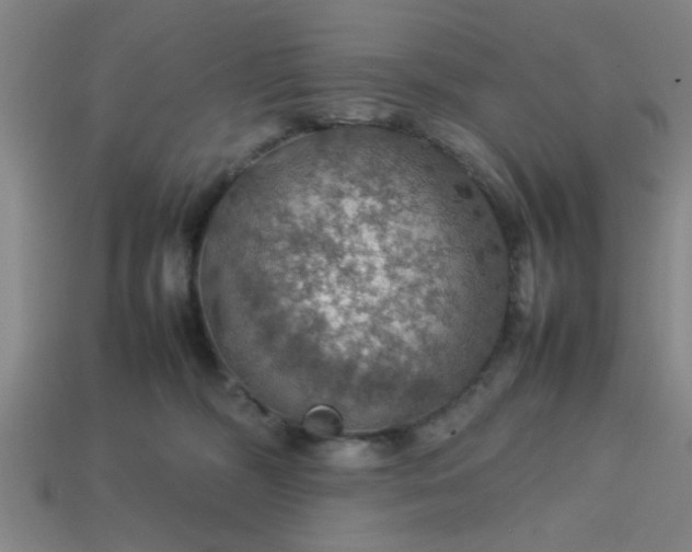 X0000113780326200910071229