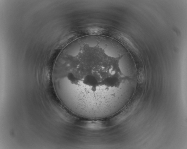 X0000113780363200910071228