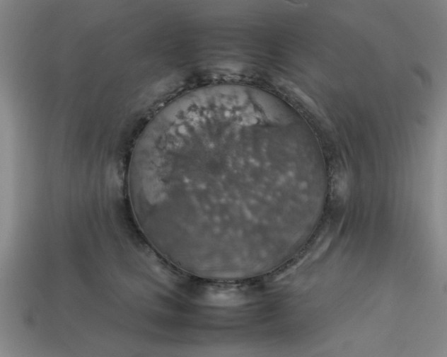 X0000113780661200910071225