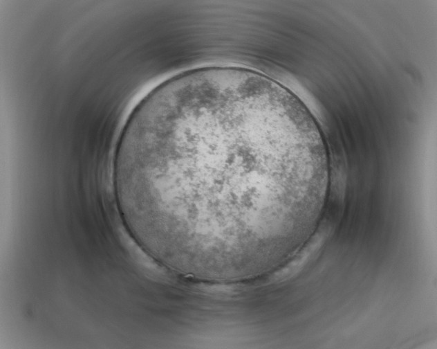 X0000113781004200910071220