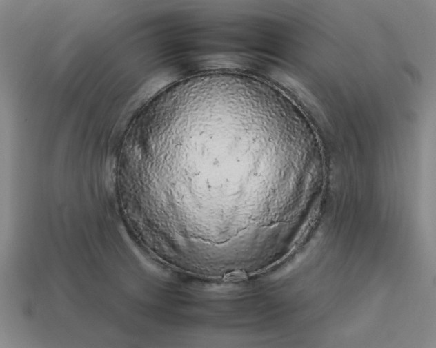 X0000113781233200910071217