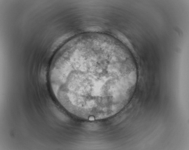X0000113780106200910211214